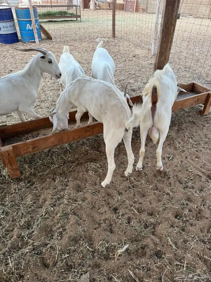 معزا بيشيات 4
