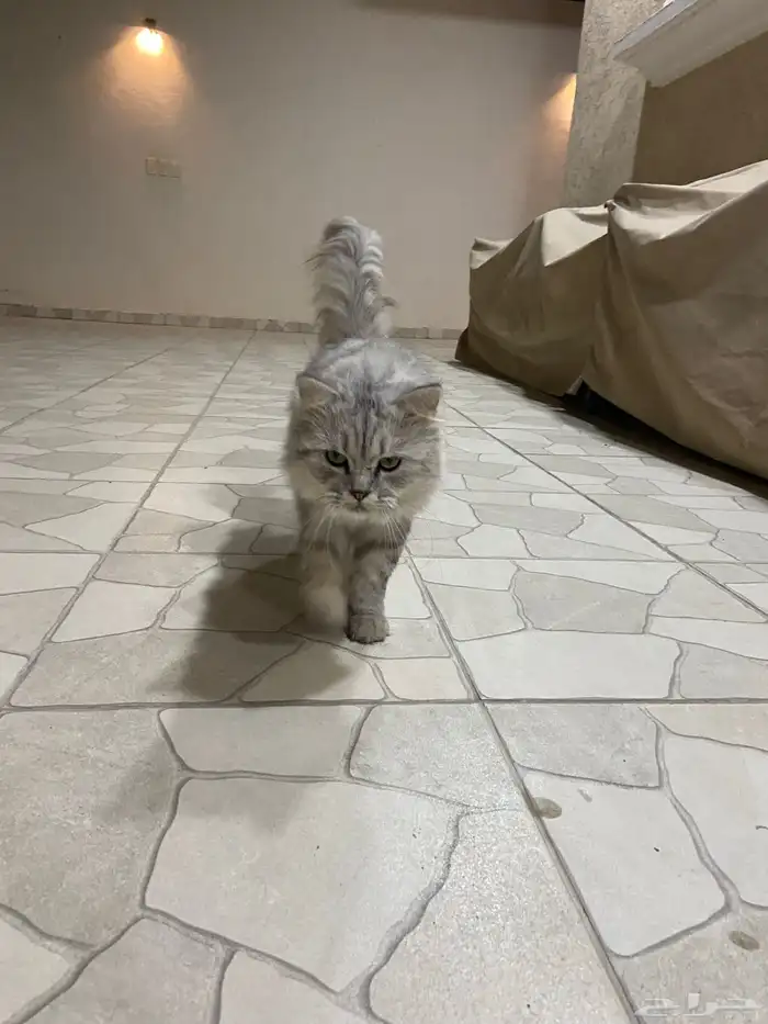 فط شيرازي للتبني 7
