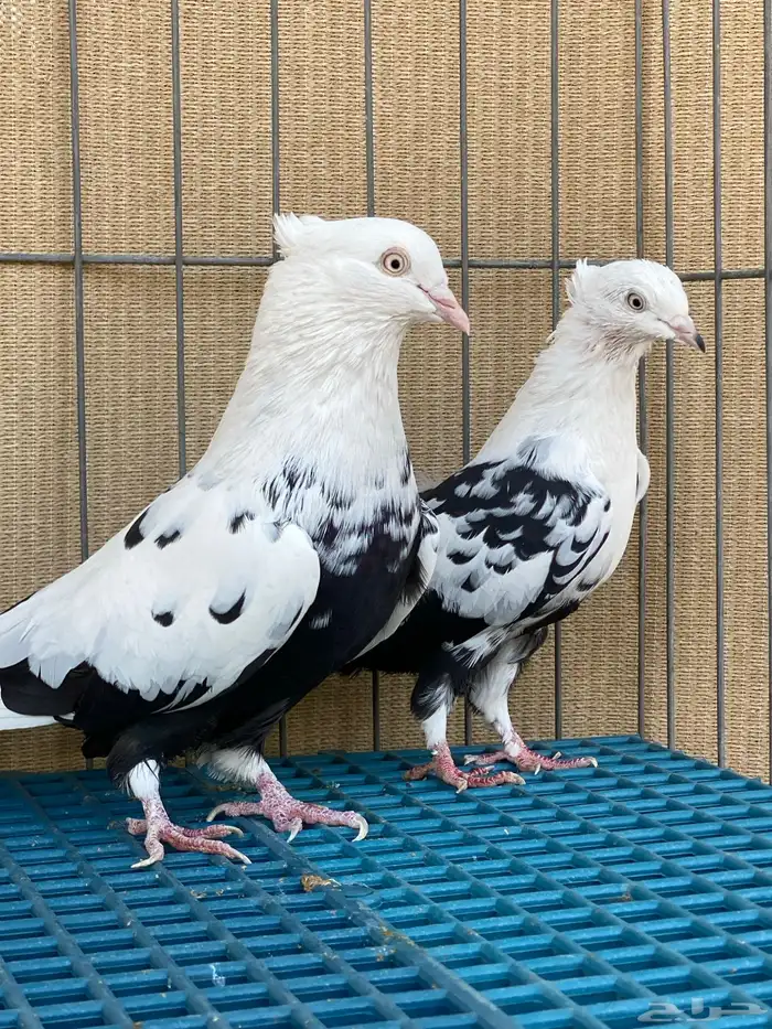 حمام طيار 5