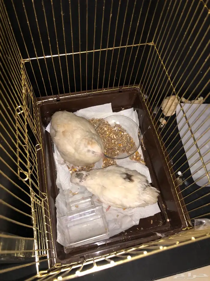 طيور جوز سمان ببيع مستعجل 0