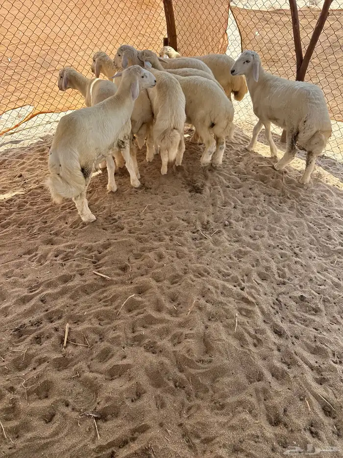 طليان 0