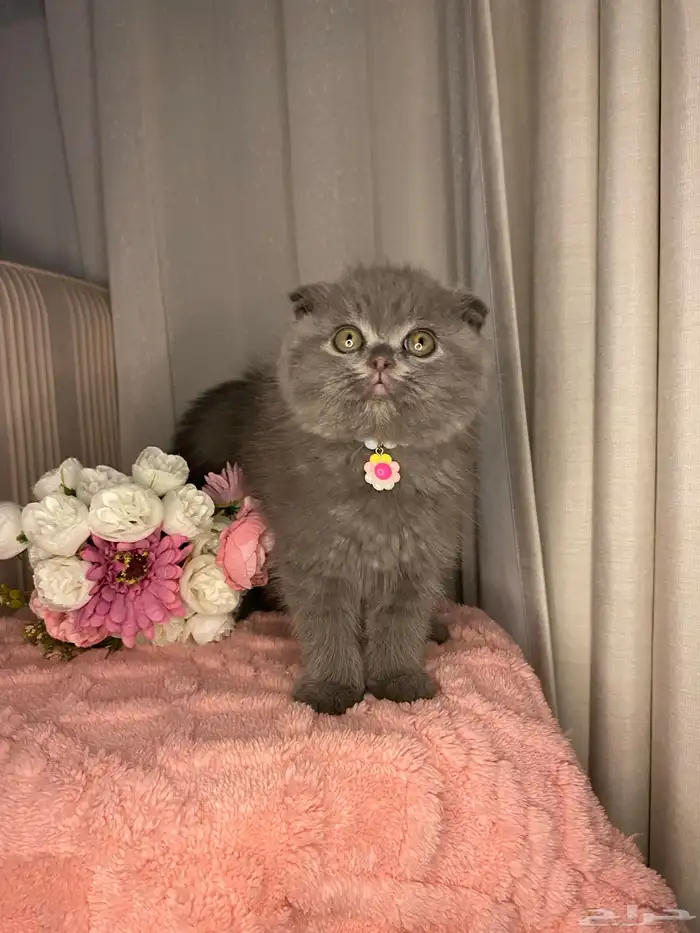 سكوتش تربل فولد للبيع 4