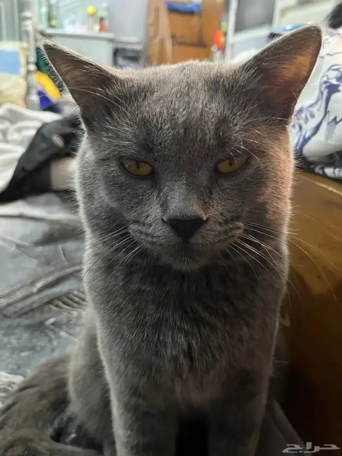 قط بريطاني للبيع ب800 العمر سنه و3 شهور فئ الاحساء 4