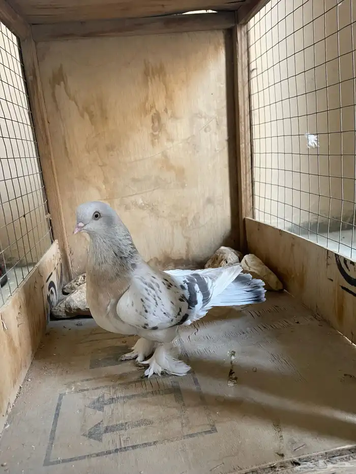 البيع جوز تركي 1