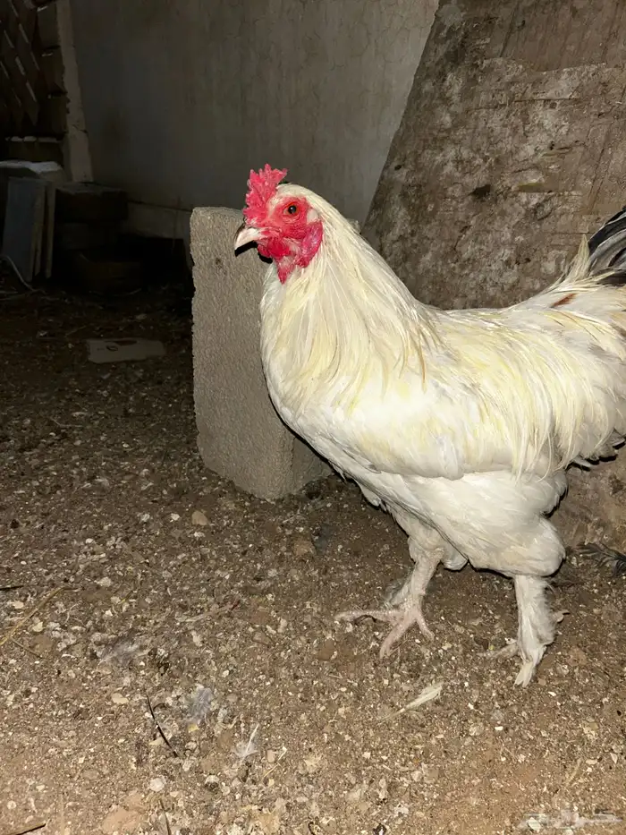 ديكه براهما فرنسي احجام كبيرة 6