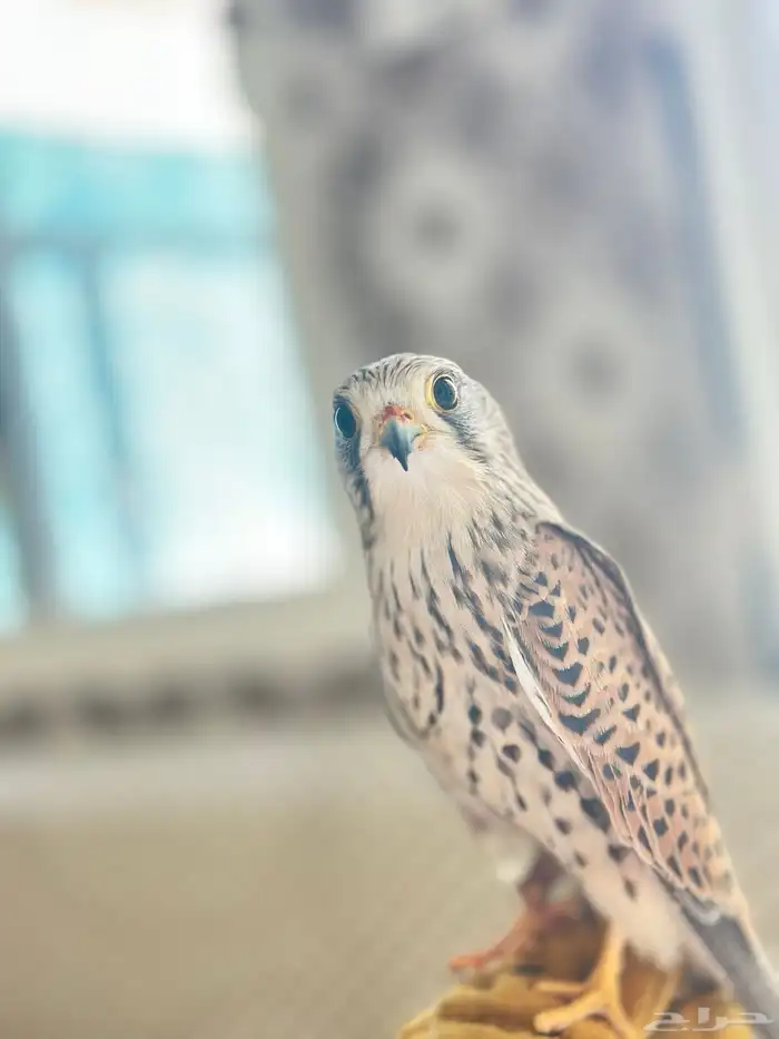 باشق فرخ للبيع انثى. 7