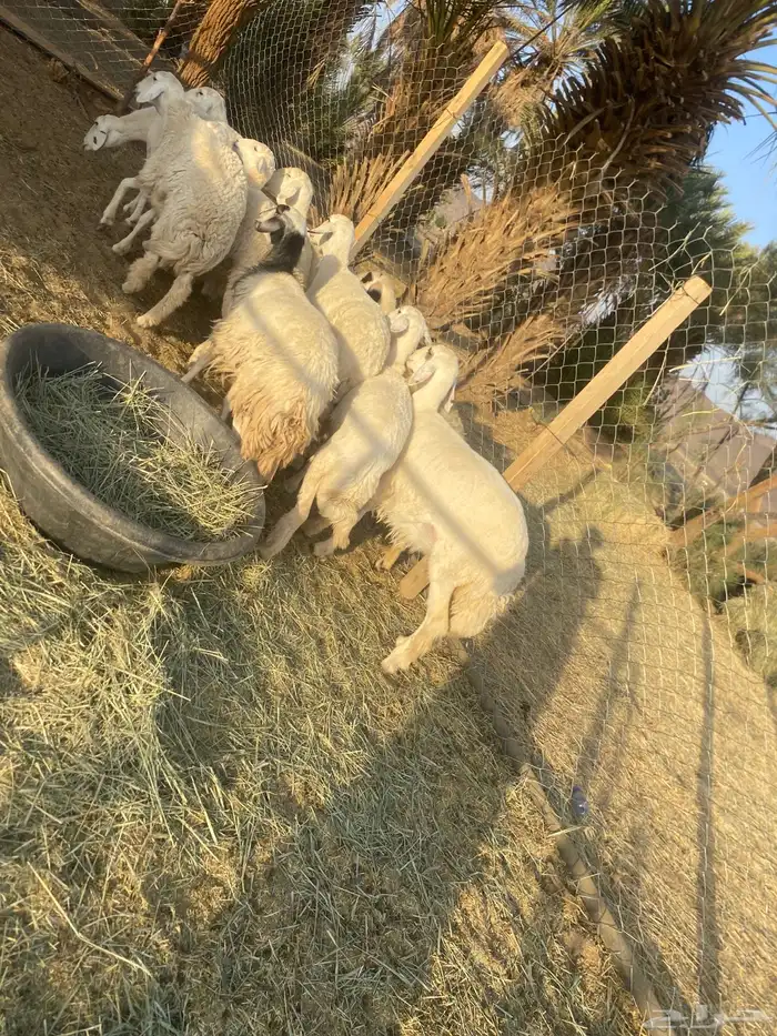 غنم حريات اسنان 1