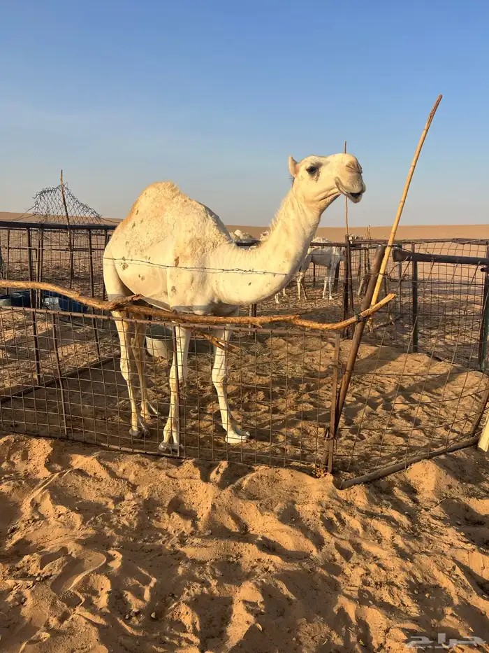 للبيع القعود الباتلي 0