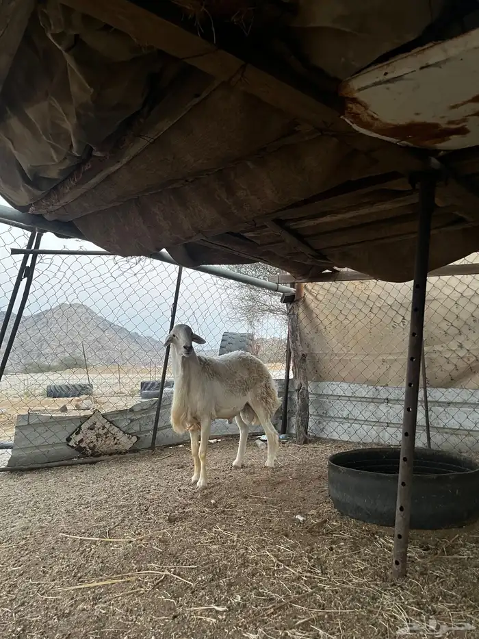 فحل مشروط للبيع 1