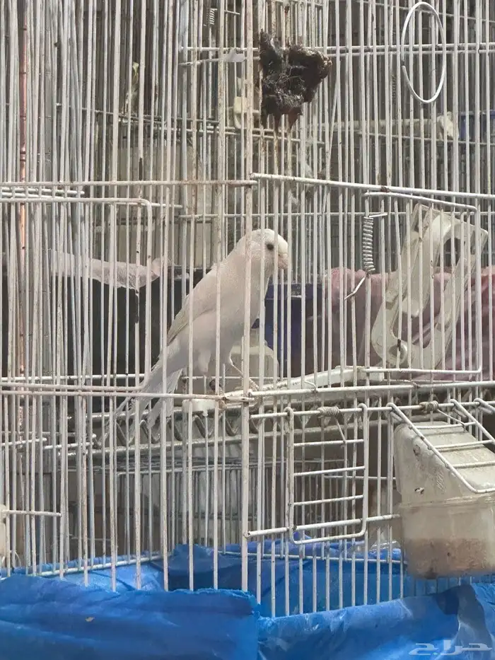 كناري سوري 3