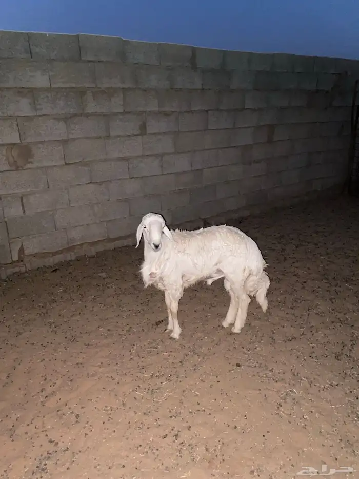 خروف حري 0