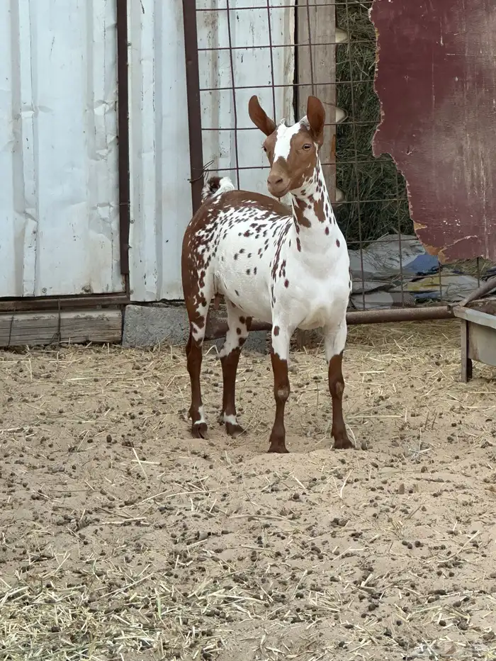 ماعز عمانية درجه ثالثه 6