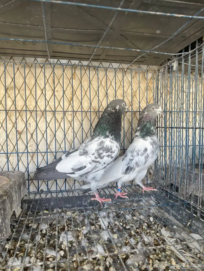 تيدي مياه نذير 0