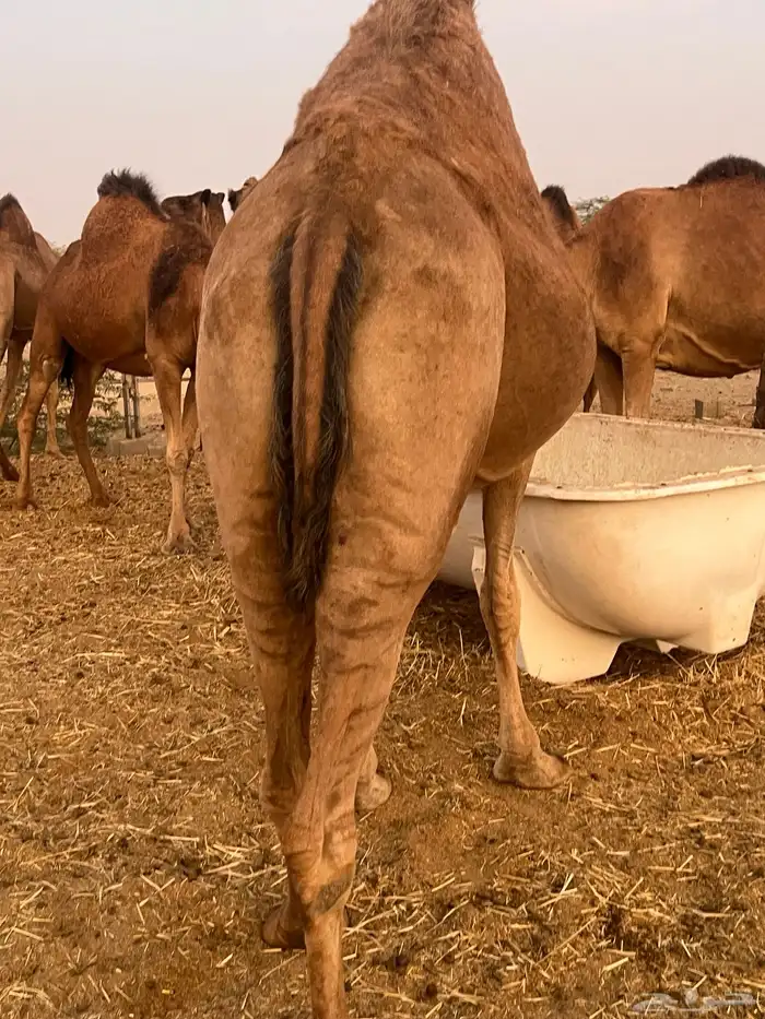 ناقه القحه 6
