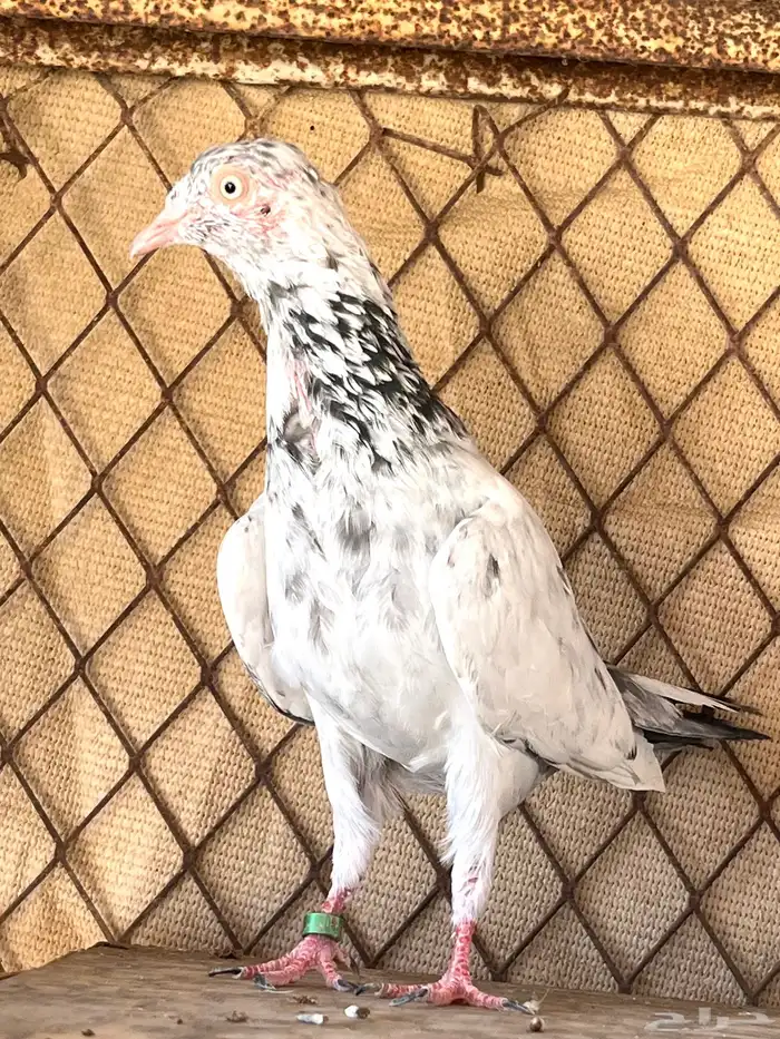 جوز سهران بوري فاخر 2