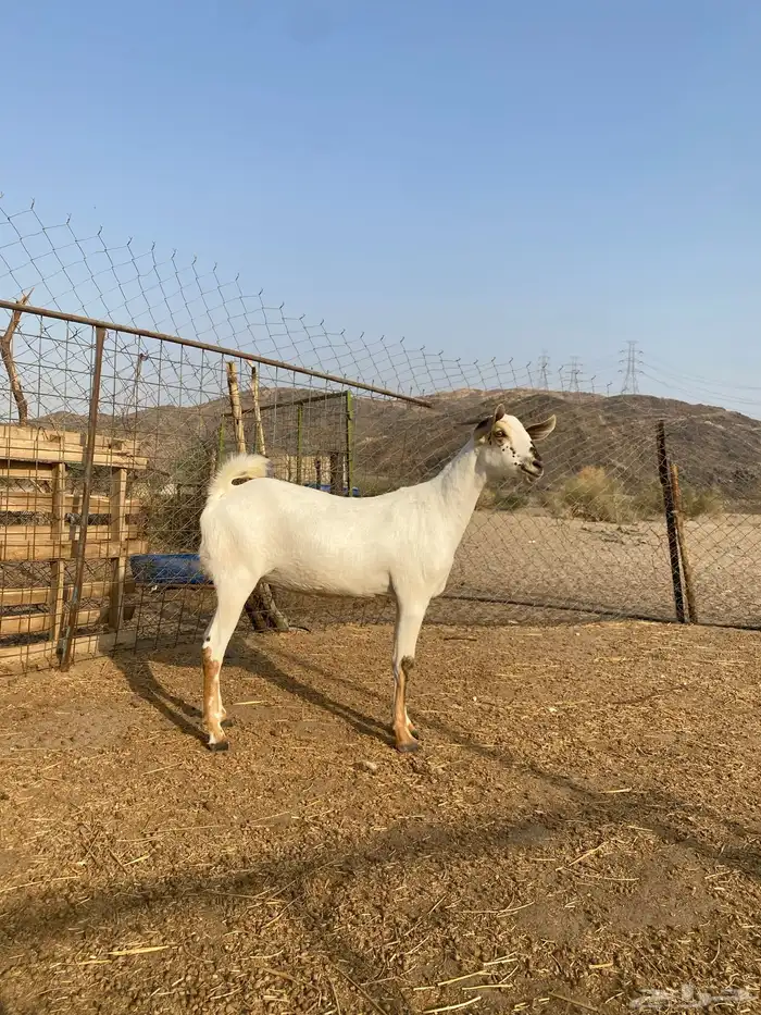 جفرة بيشية فاخرة 3
