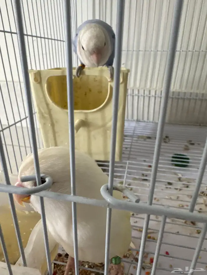 طيور روز للبيع أليفه 0