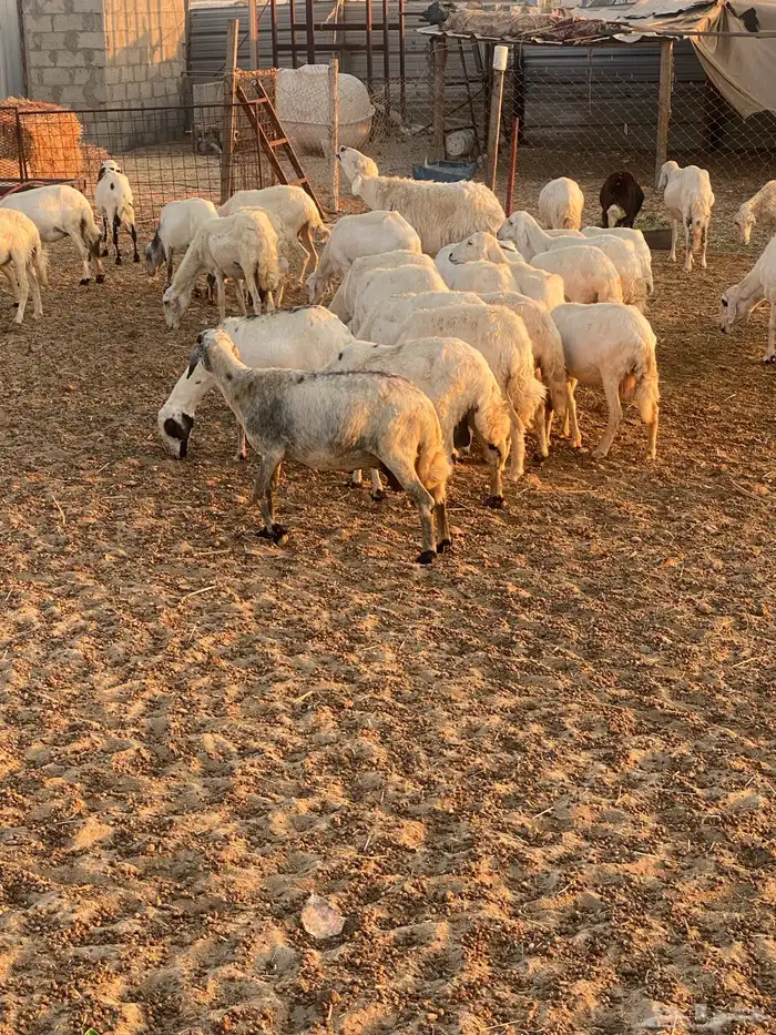 40 راس حريات بفحلها  الدمام 3