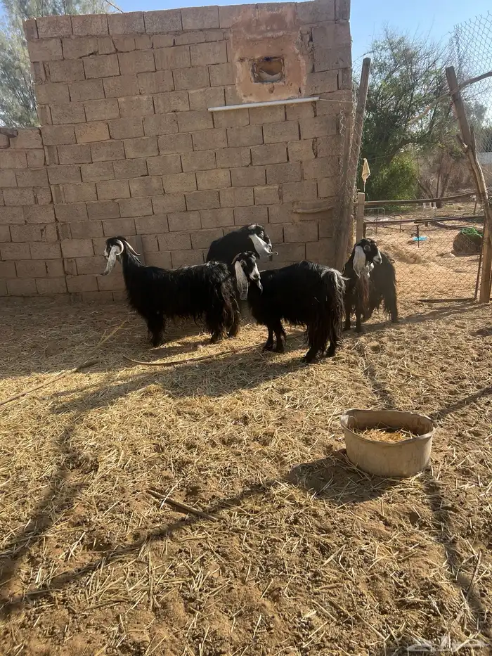 معزا عوارض بفحلها 2