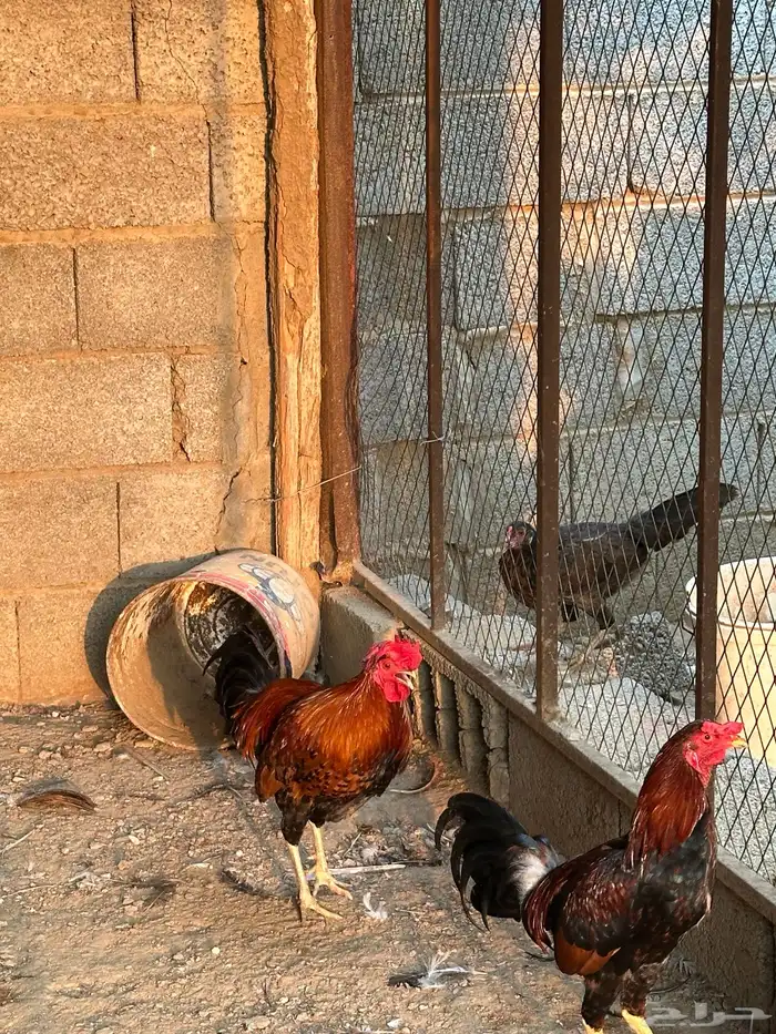 دجاج وديوك لبيع 8