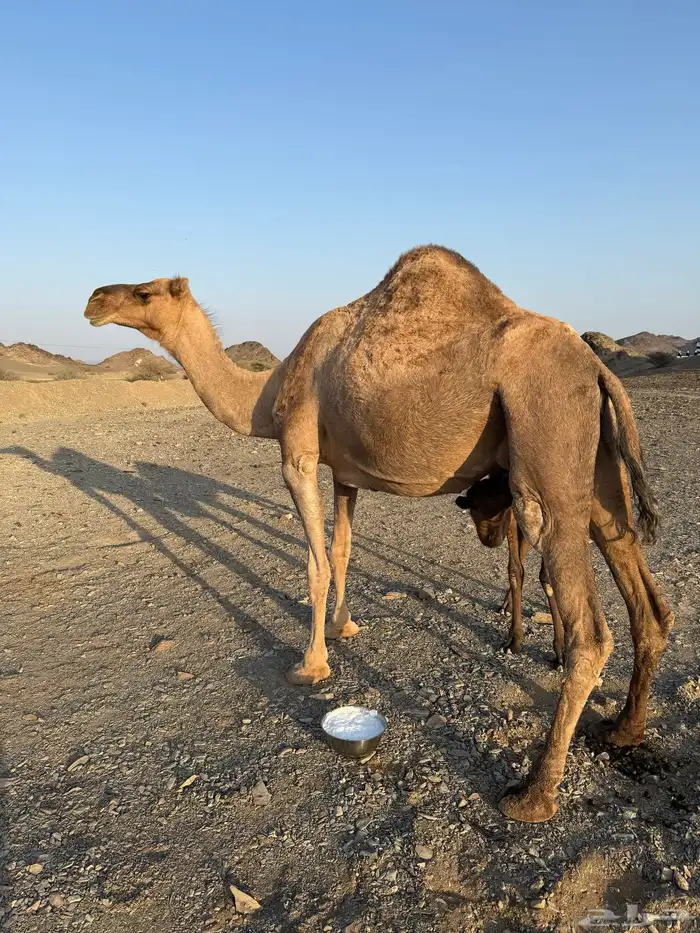 خلفتين حمر مشروطات 5