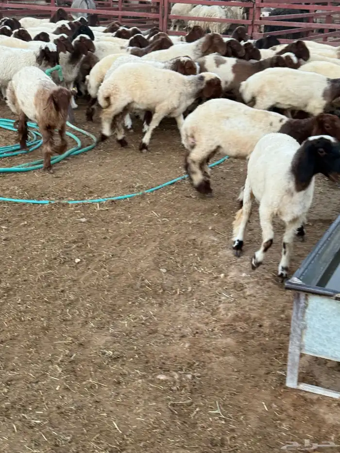 جذعات نعيم مراح 3