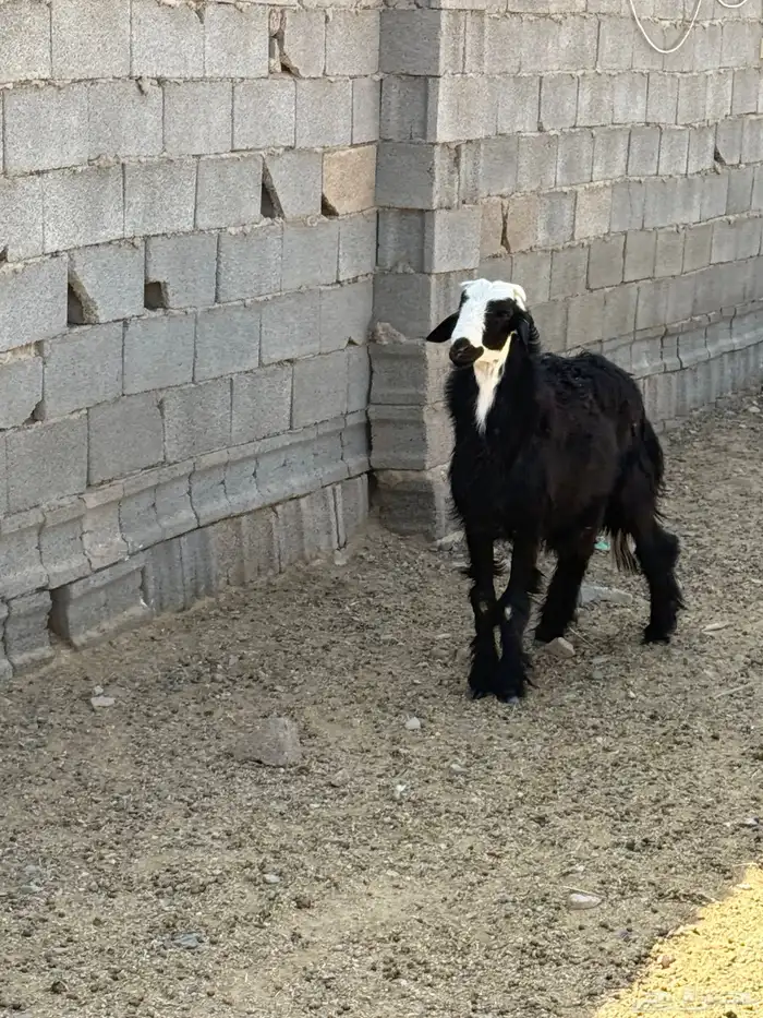 خروف جذع للبيع 0