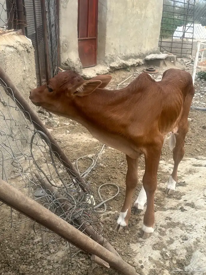 عجل 0