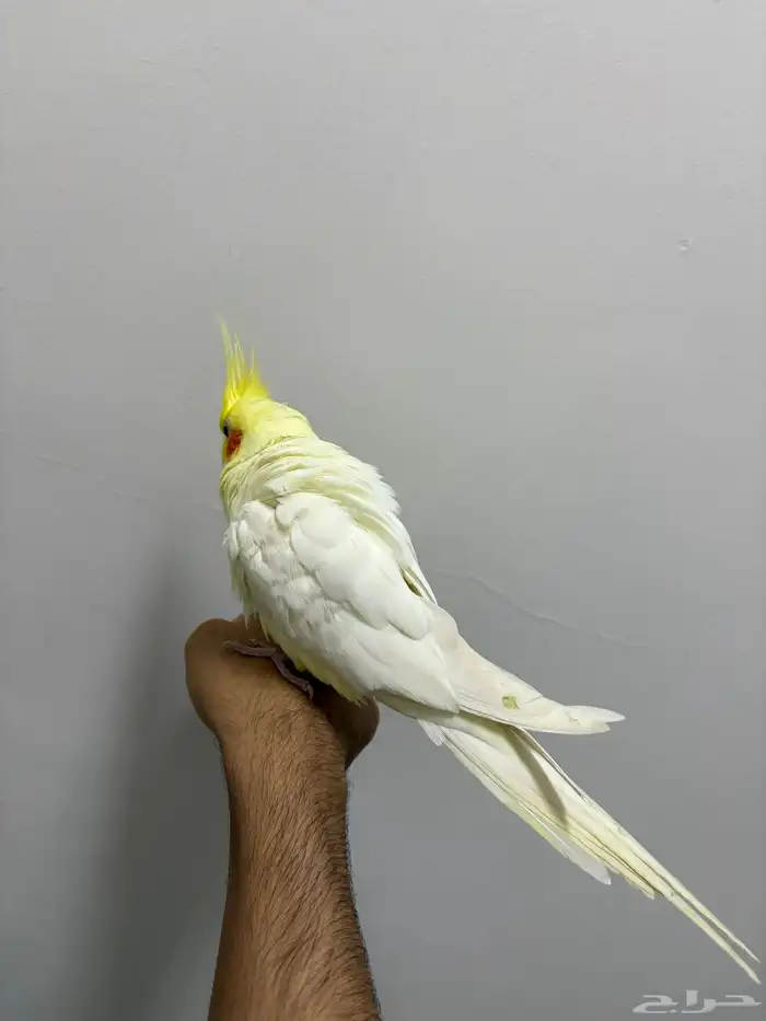 كروان لاتينو اليف 2