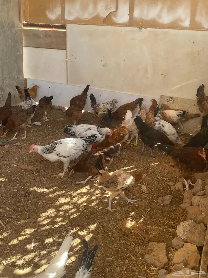 دجاج للبيع 1