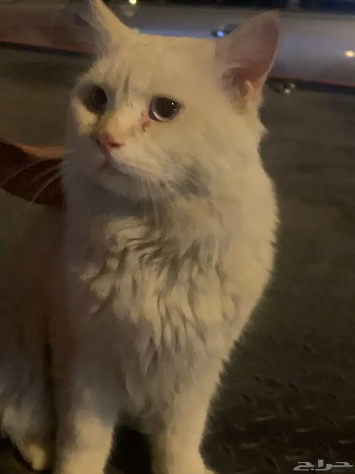 قط للبيع 1