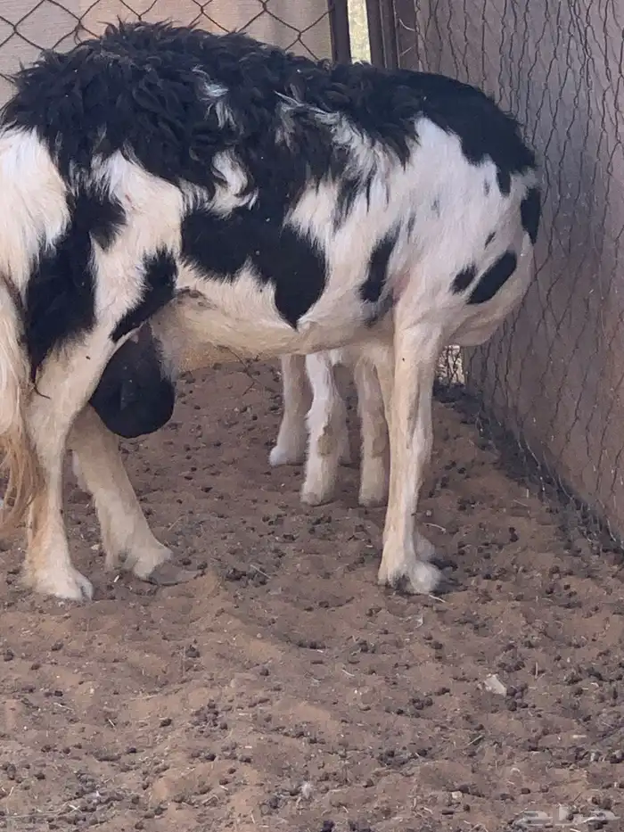 شاه متبع تم البيع 4
