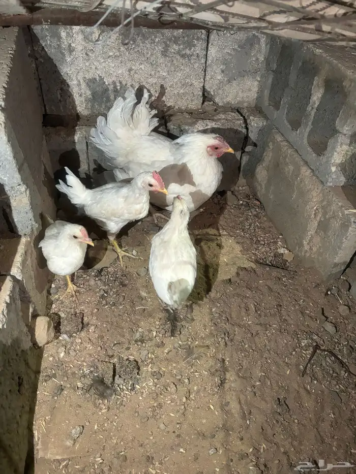دجاجة مفرخة بيضاء صك 2