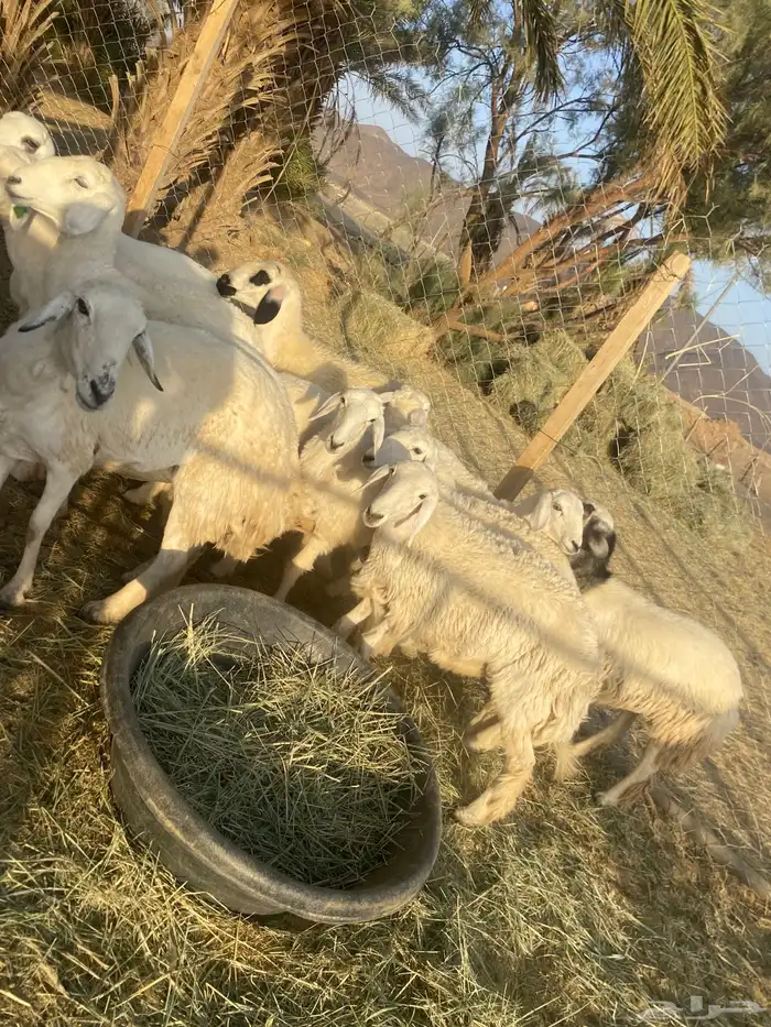 غنم حريات اسنان 7