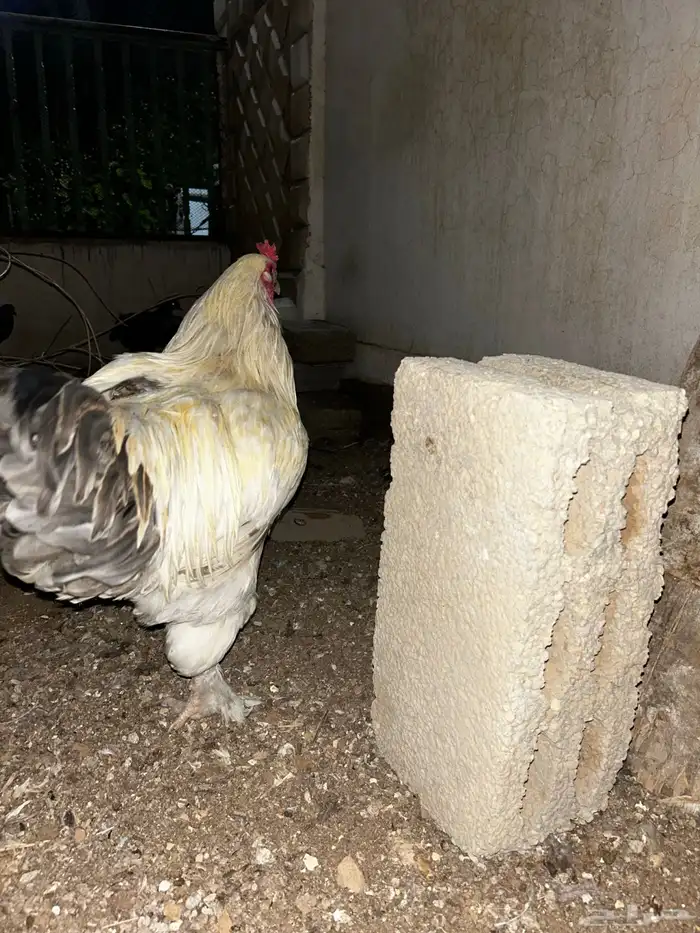 ديكه براهما فرنسي احجام كبيرة 5