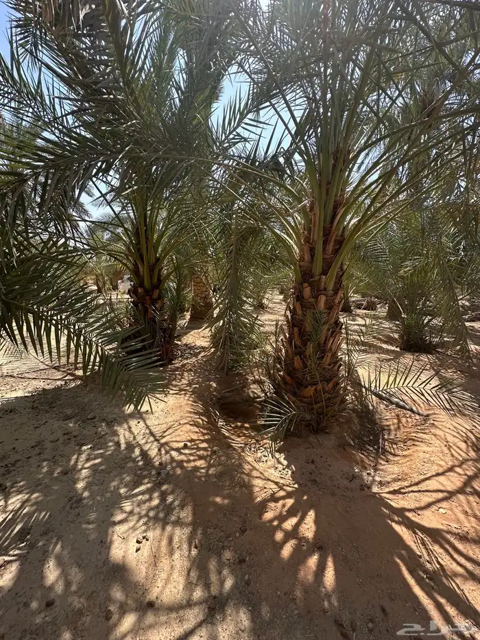 نخل مثمر أسعار وجوده 0