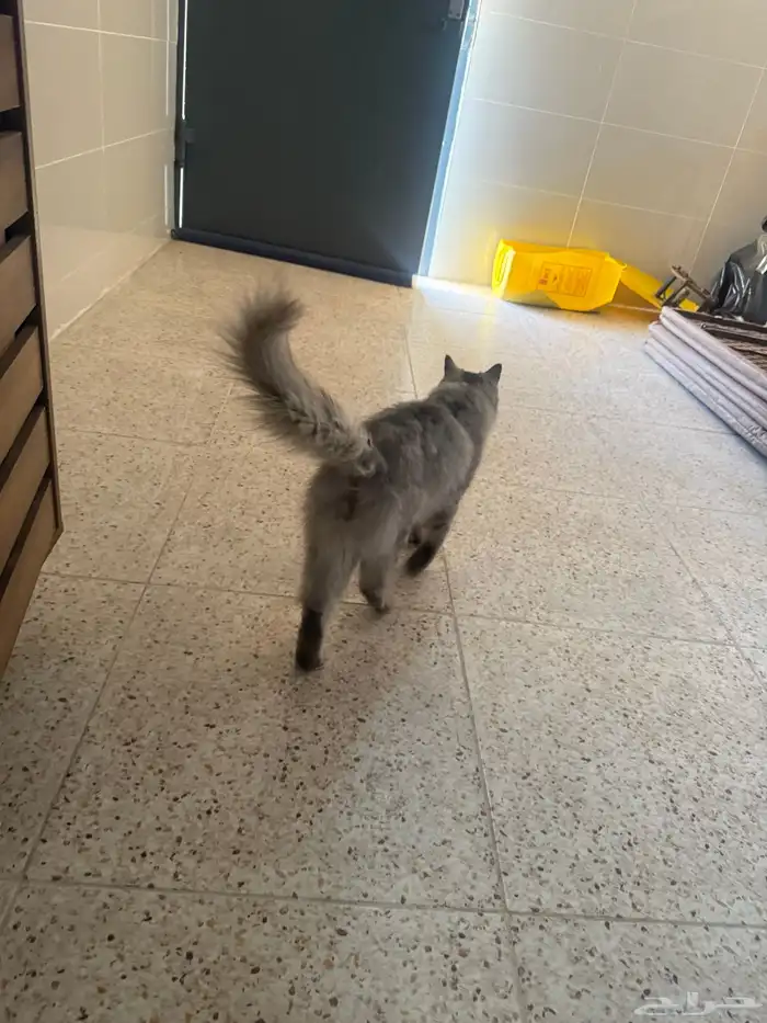 بسه شيرازيه للبيع 1