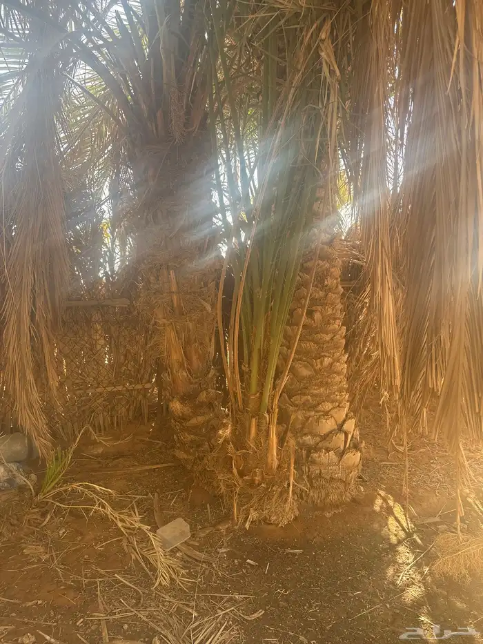 للبيع فروخ النخل 1