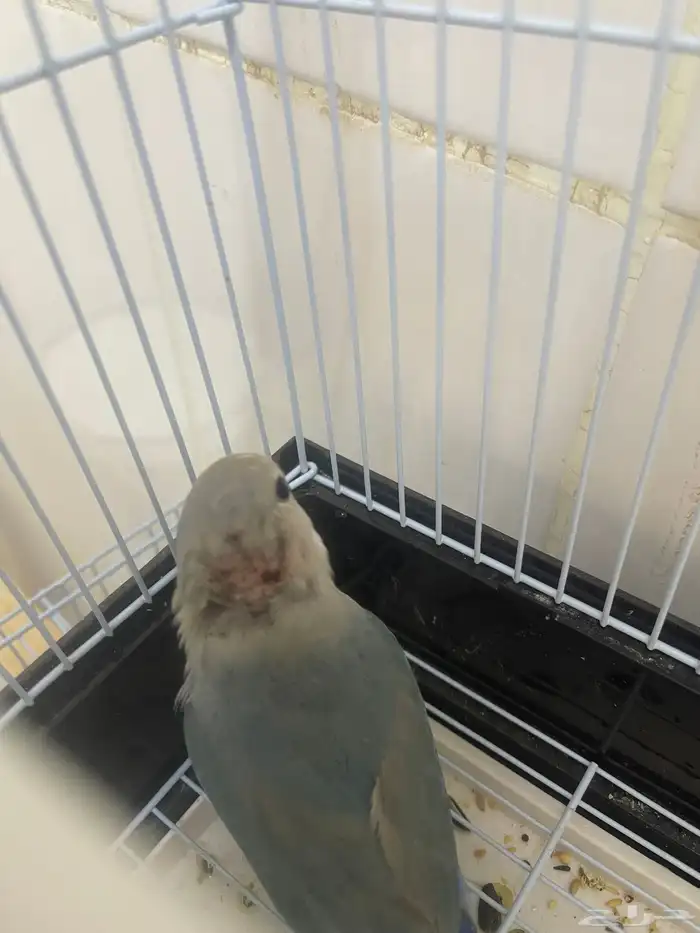 ذكر روز 1