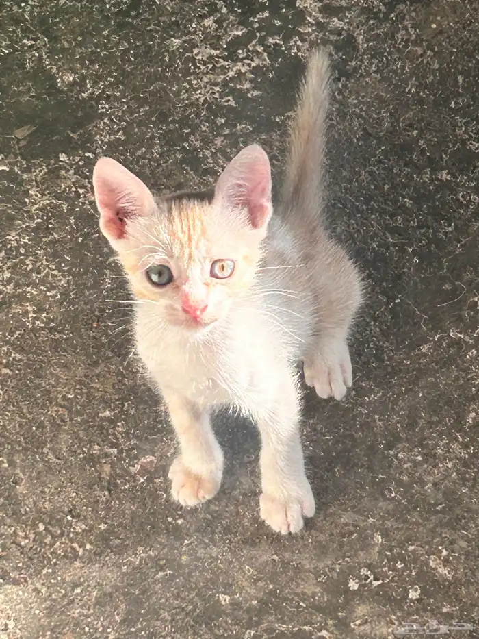 قطط صغيره لتبني 5