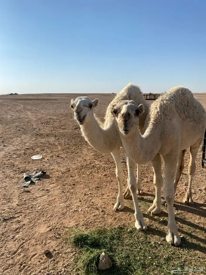 قعدان للبيع 1