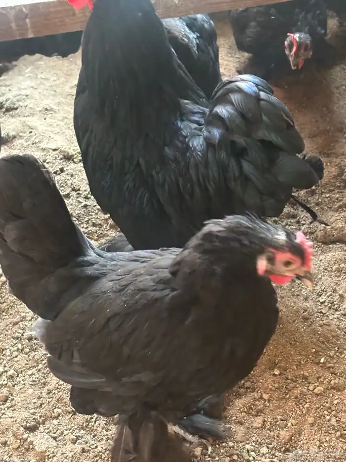 للبيع دجاج وديوك كوشن 5