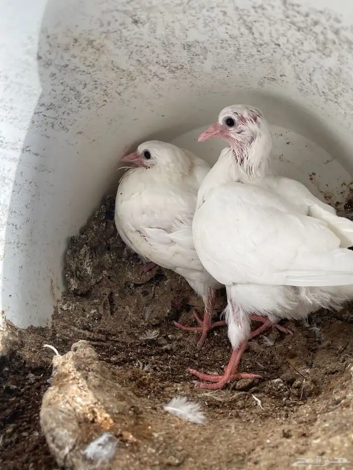 فراخ حمام فرنسي 2