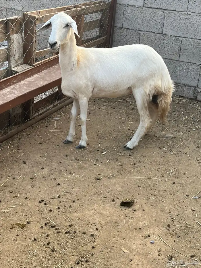 نعجه حريه 2