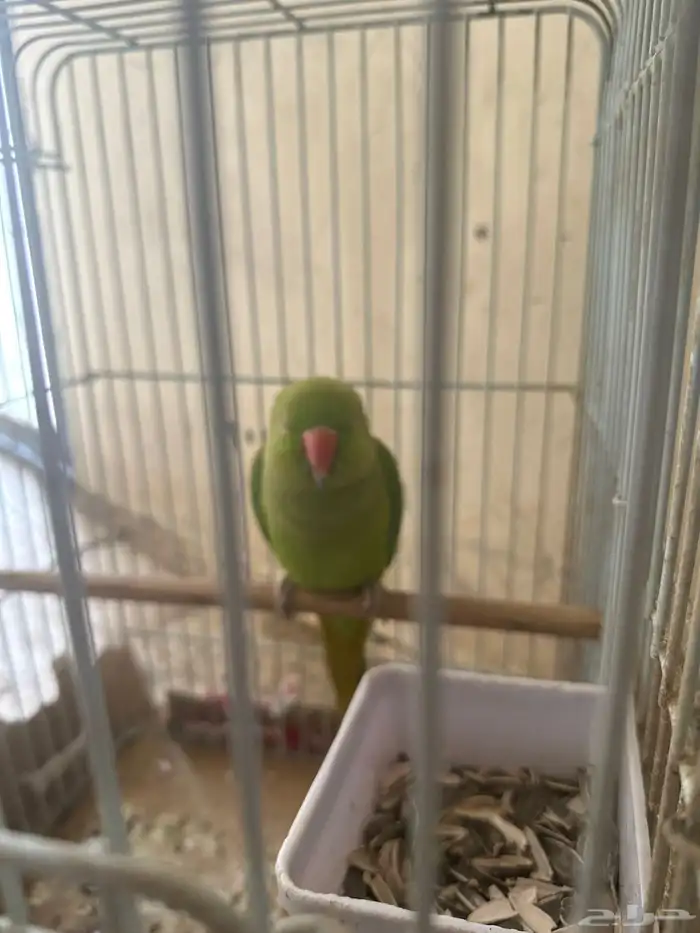 ببغاء نوع دره هندي للبيع 0