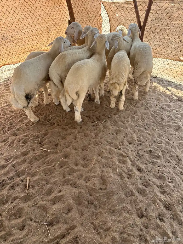 طليان 1