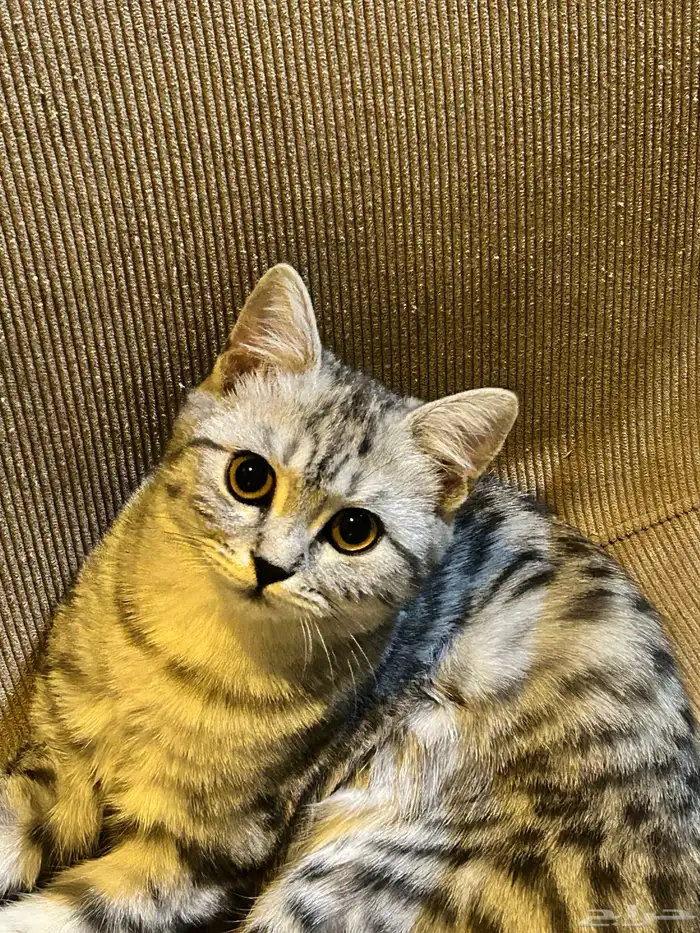 قطه انثى للبيع 0