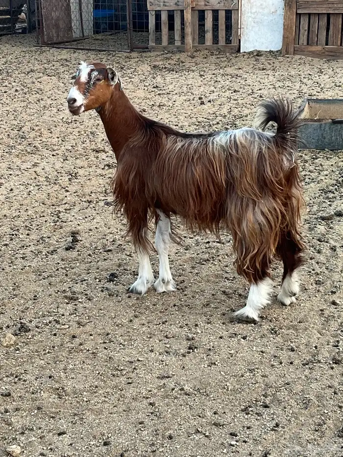 عنز 1