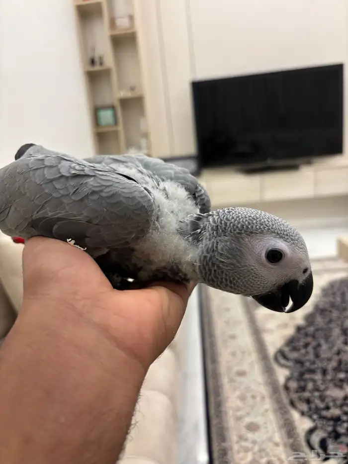 للبيع فرخ كاسكو افريقي 0
