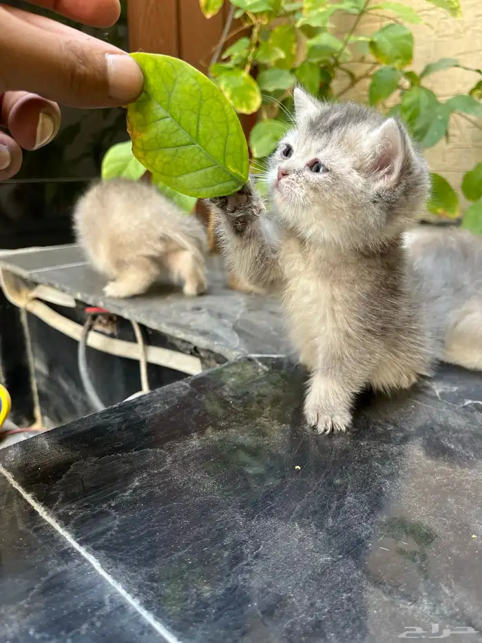 سكوتش ستريت بيور بريتش 6